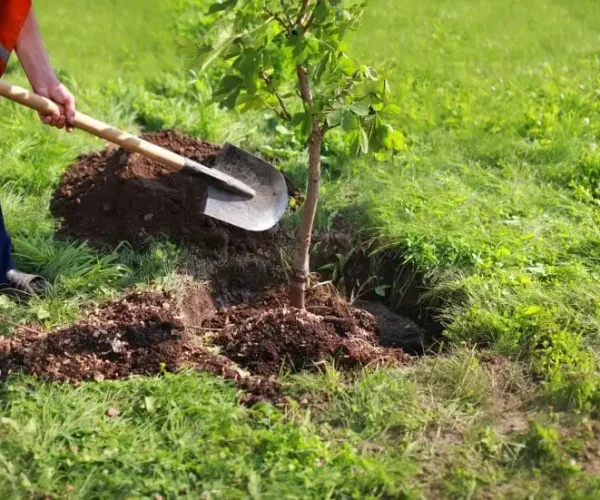 Tree Planting & Removal – Safe & Efficient Tree Care