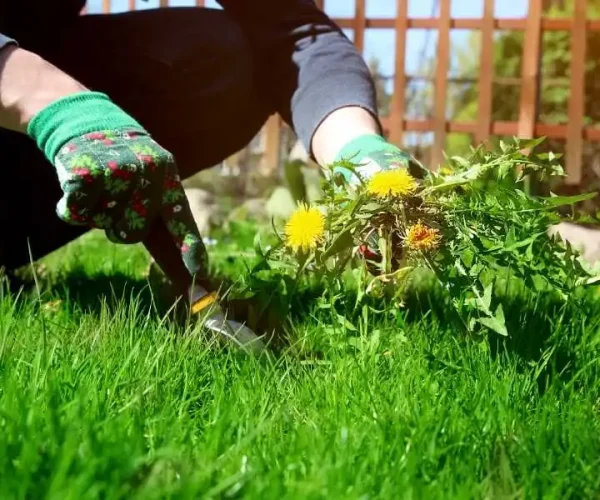 Weed Control & Dethatching